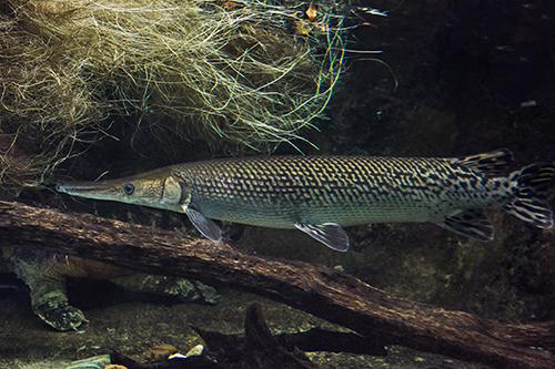 Alligator gar fish Alligator Gar