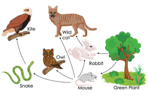 Illustration of animals in a food chain