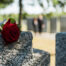 Photo of a red rose laying atop a gray gravestone
