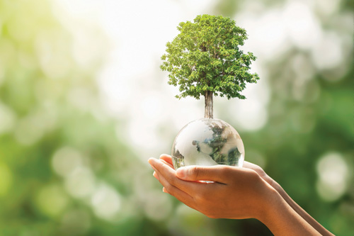 Hands holding a glass globe with a small tree emerging