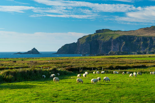 Aerial view of a cliff in Ireland with sheep in the pasture