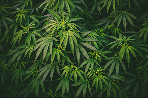 Stylized, high-contrast image of a bunch of marijuana leaves with sharp lighting