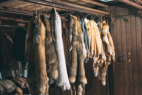 Furs hanging from wood post